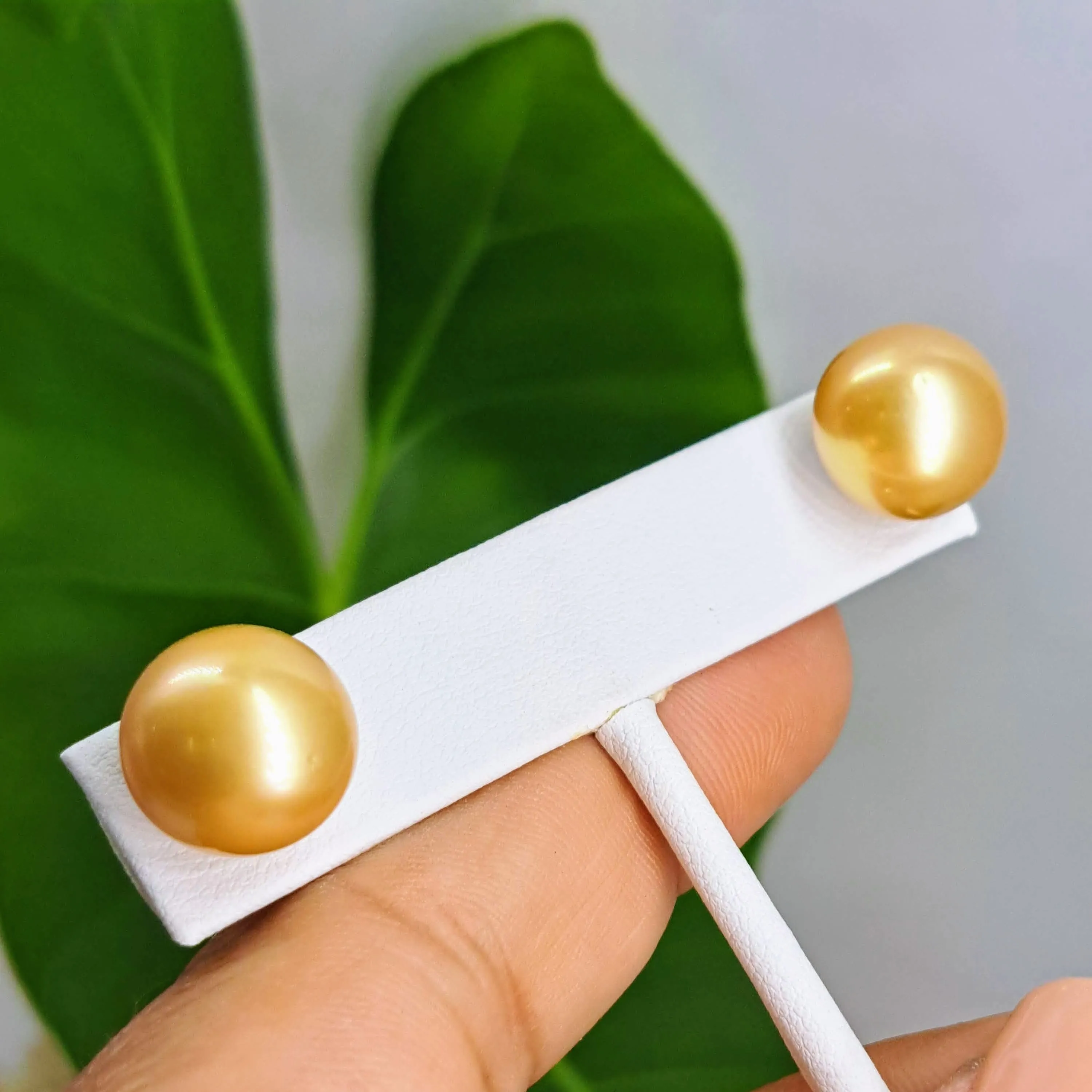 "Goldens" 13mm Stud Earrings - South Sea Golden Pearls, (Specialty Backs Included)