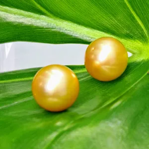"Goldens" 13mm Stud Earrings - South Sea Golden Pearls, (Specialty Backs Included)